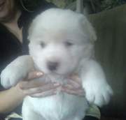 Продам щенков среднеазиатской овчарки (алабай)