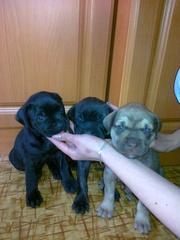 Продам щенков питбульмастифа