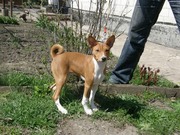 Басенджи-африканская нелающая собака.Щенки питомника Голден Дели Африк