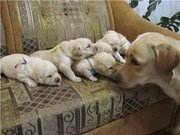 Племзавод Небесный Ангел предлагает к продаже палевых щенков лабрад