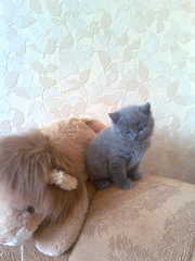 Британские плюшевые котята!