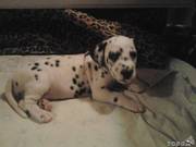 продам щенка Долматинца