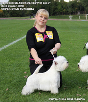 Белоснежные щенки вест хайленд уайт терьера