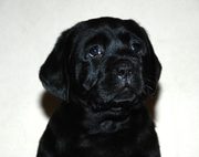 Элитные щенки Лабрадора ретривера