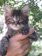 Подарю пушистого котенка!!! 