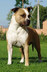 Щенки ам.стаффа для семьи, выставок и спорта!щенки стаффорда