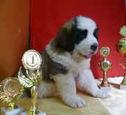 Щенки московской сторожевой