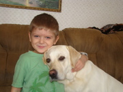 щенки лабрадора ретривера. c чемпионской родословной .