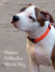 Высокопородные щенки ам.стаффа для семьи, выставок и спорта!щенки амст