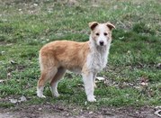 Молоденькая собачка ждет именно Вас!!!