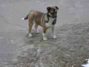 Помогите обрести дом!!!