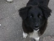 Помогите красавице обрести дом!!!