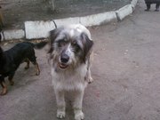 Кобелек Букет ищет любящую семью!!!