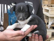 Щенки очень маленькой собачки ищут дом!!!