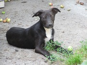 Отдам собачку. Кировоград.