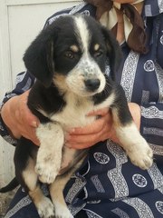 Девочка-щеночек ищет заботливых хозяев !!!