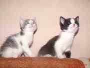 сезонная распродажа котят