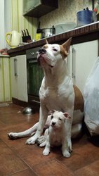 Щенки АСТ, шоу перспектива