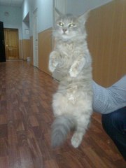 Отдам в хорошие руки котенка