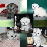 Британские , Шотландские котята