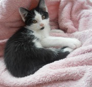 Чудове кошеня в хороші руки (котята,  котенок)