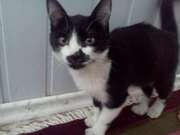  Ласковый игривый котёночек !!! 