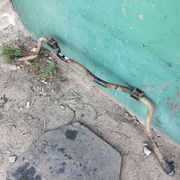 Б/у стабилизатор на Renault Scenic 1, Рено Сценик 1, 96-03