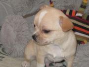 Чихуахуа Щенки/