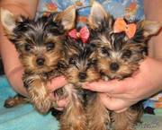 куплю йоркширский терьер