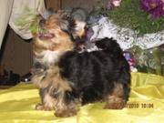 .Йоркширский терьер